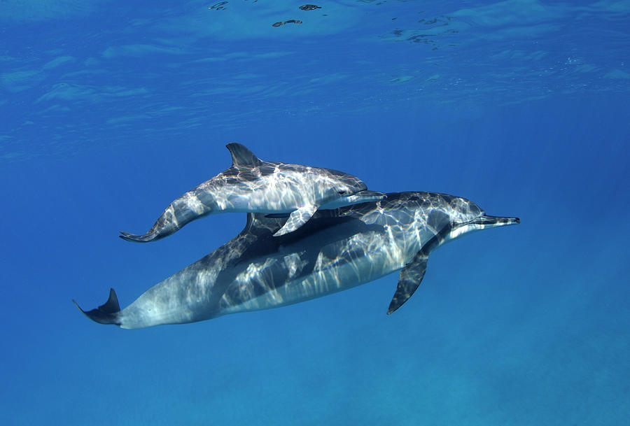 Dolphin Calf And Mother by David Olsen