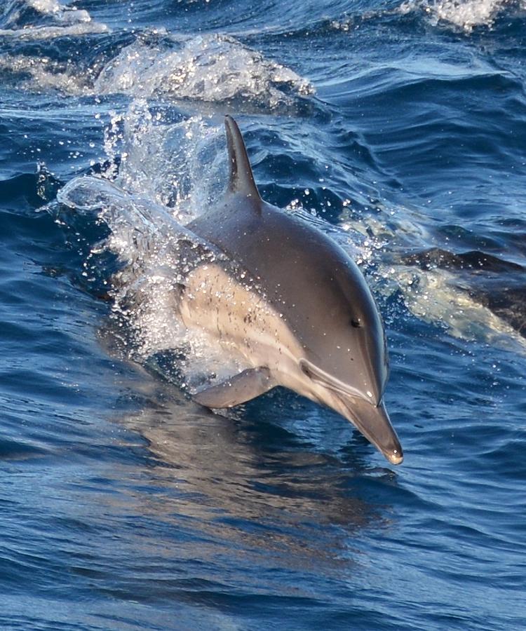 Dolphin Coming Full Steam Ahead Photograph by Roxanne Janson