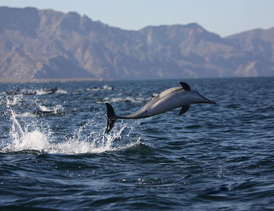 Dolphin Dance Photograph by Kandy Hurley