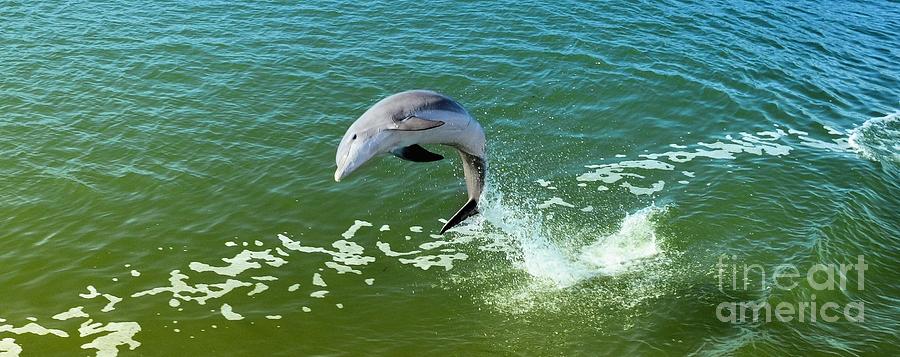 Playful Dolphin  Photograph by Elaine Manley