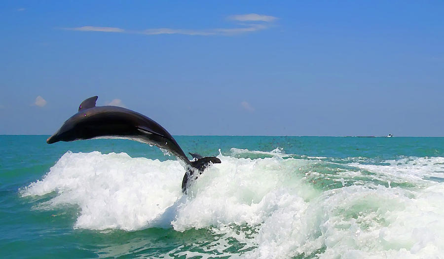 Dolphin Flip 2 Digital Art by Kara  Stewart