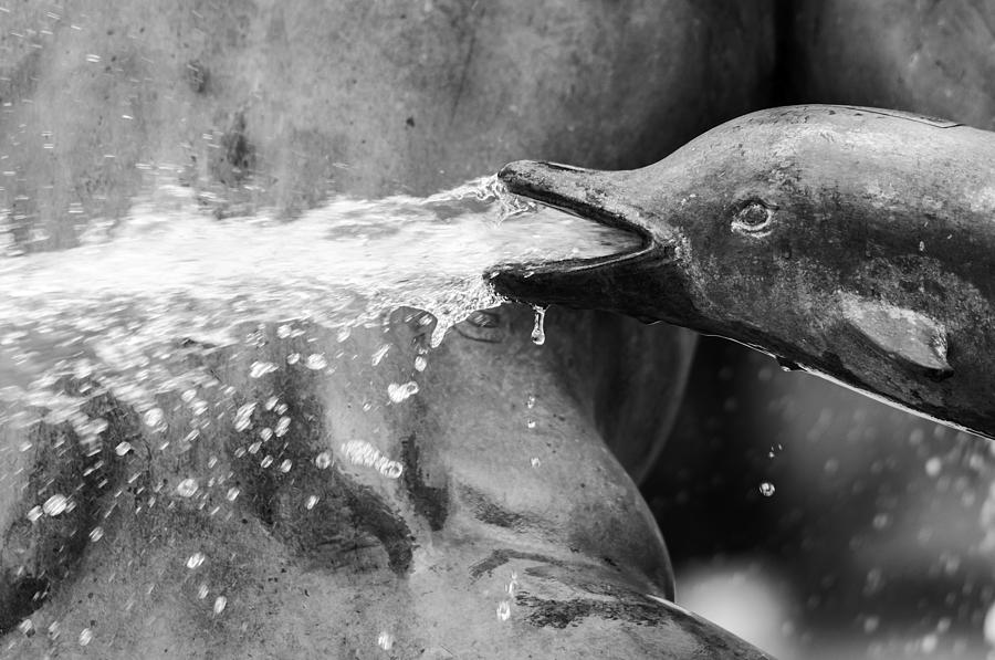Dolphin fountain Photograph by Dutourdumonde Photography
