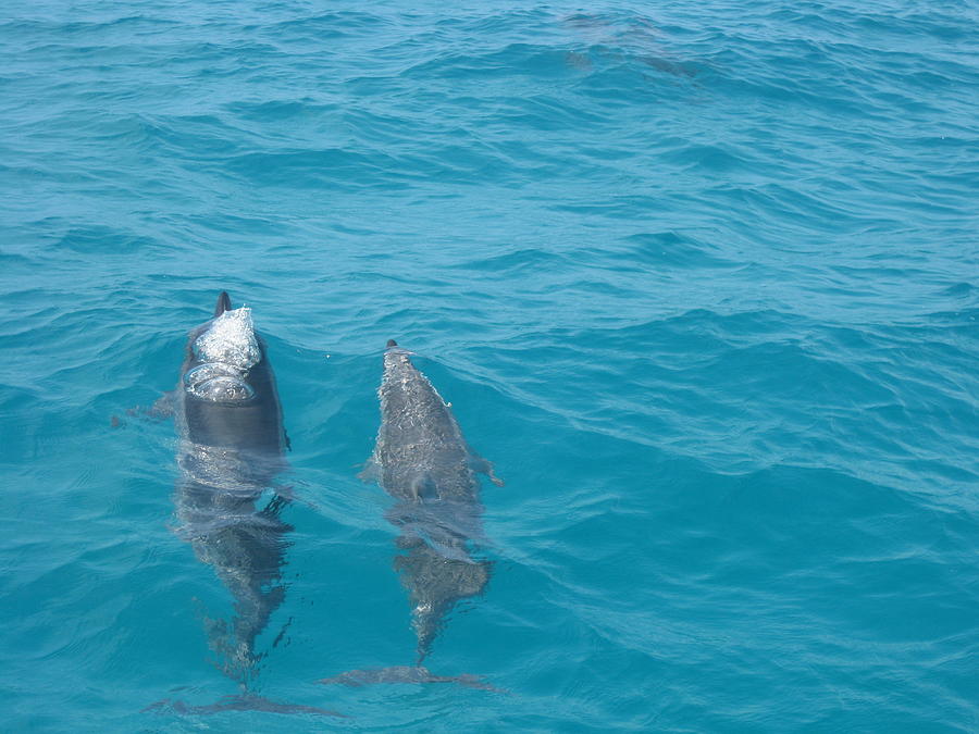 Dolphin Friends Photograph by Angela Rose - Fine Art America