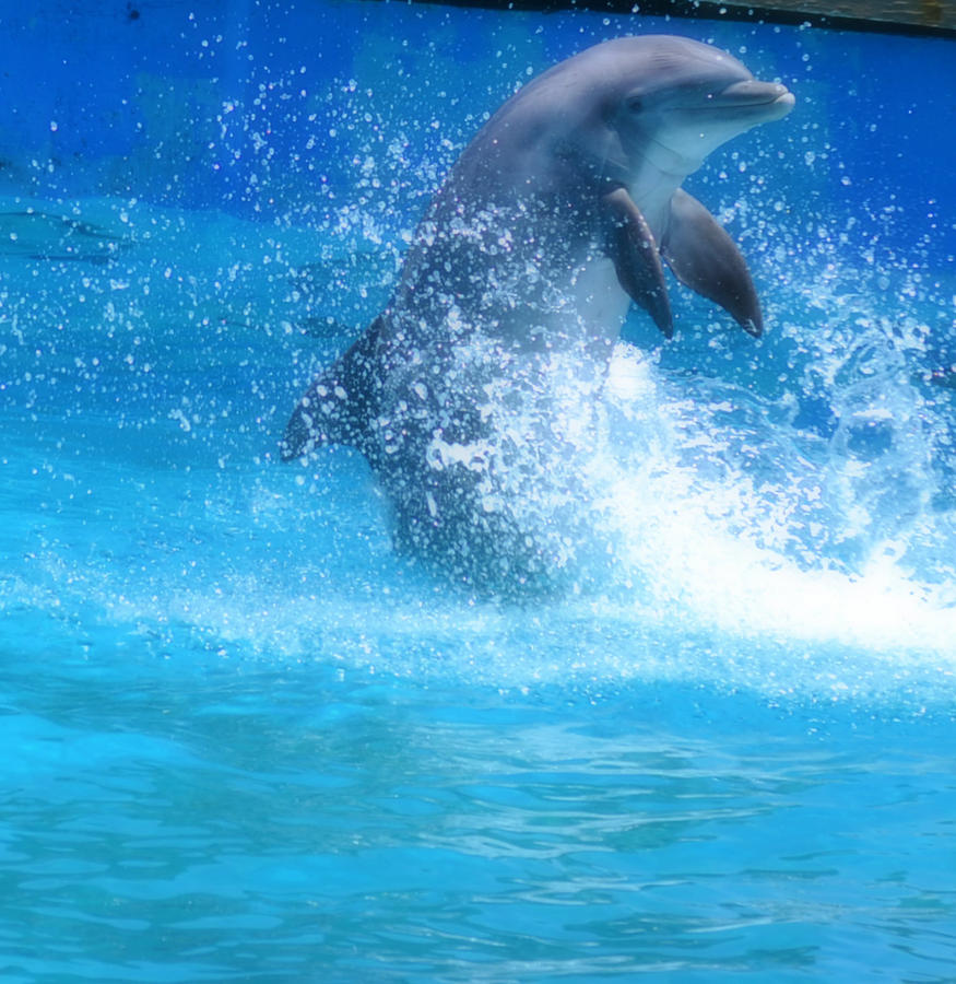 Dolphin Fun Photograph by Amanda Eberly