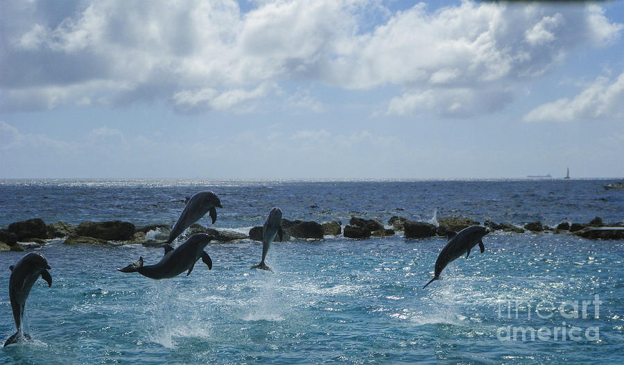 Dolphin Fun Photograph by Louise Magno