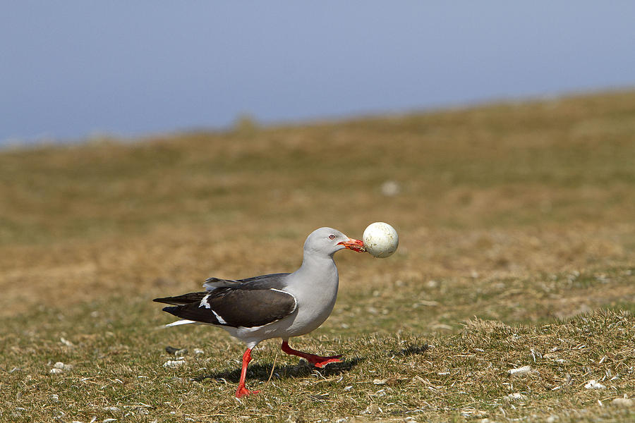 Dolphin Gull With Penguin Egg Photograph by M. Watson