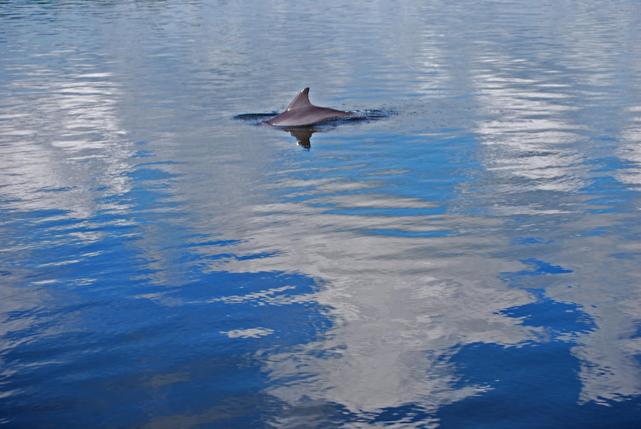 Dolphin Highlights Photograph