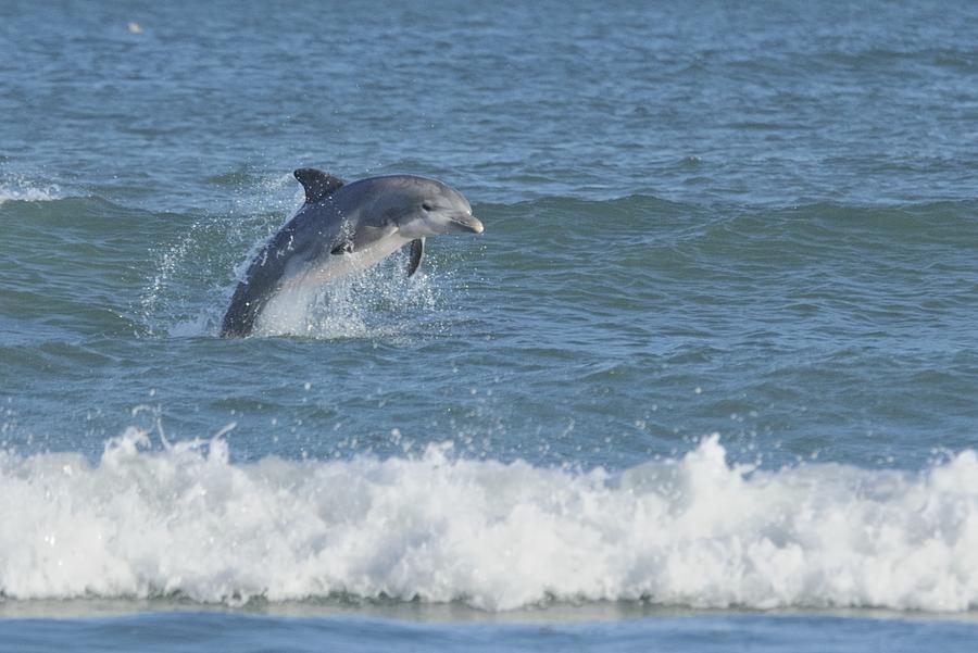 Dolphin in Surf II Photograph by Bradford Martin