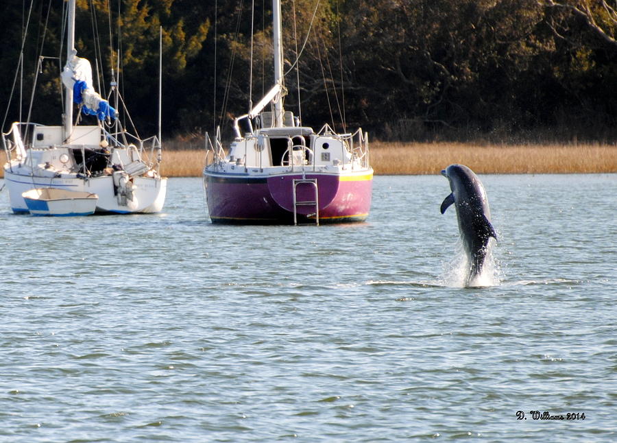 Dolphin in Taylors Creek Photograph by Dan Williams