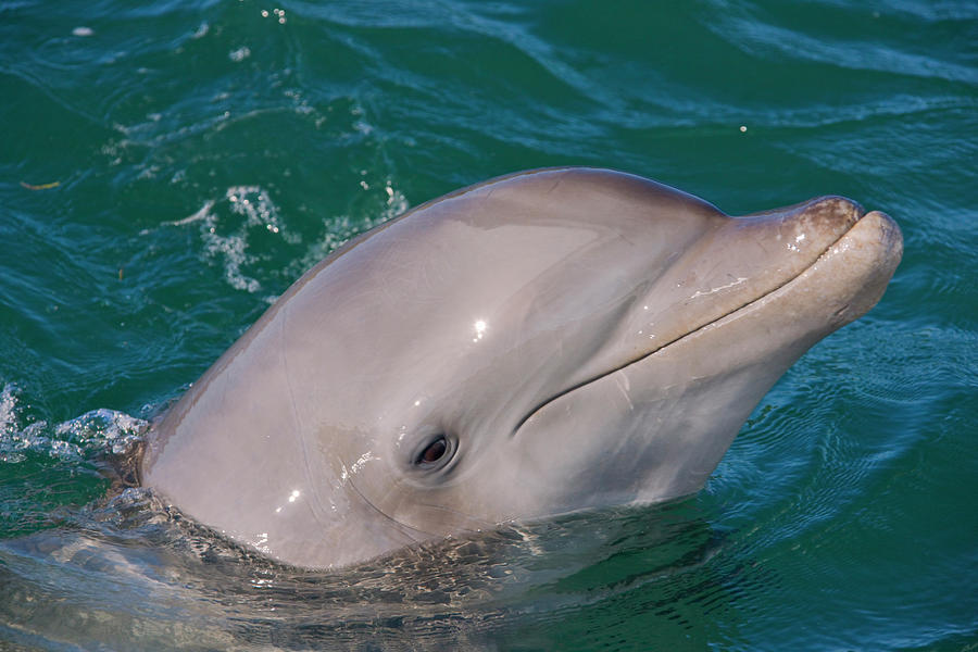 Wildlife Photograph - Dolphin In The Ocean, Roatan Island by Keren Su