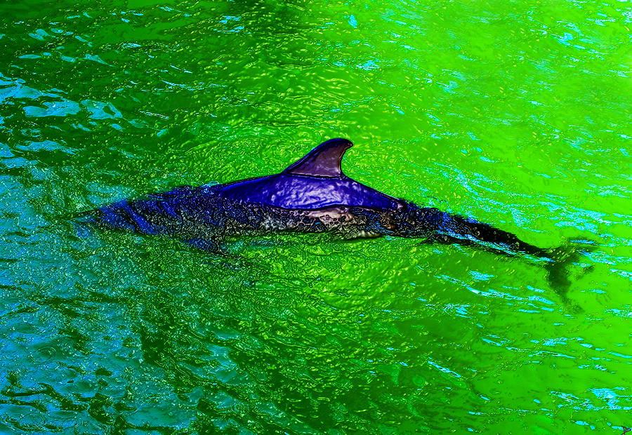 Dolphin in the shallows Painting by David Lee Thompson