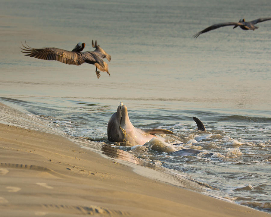 Dolphin Joy Photograph by Patricia Schaefer