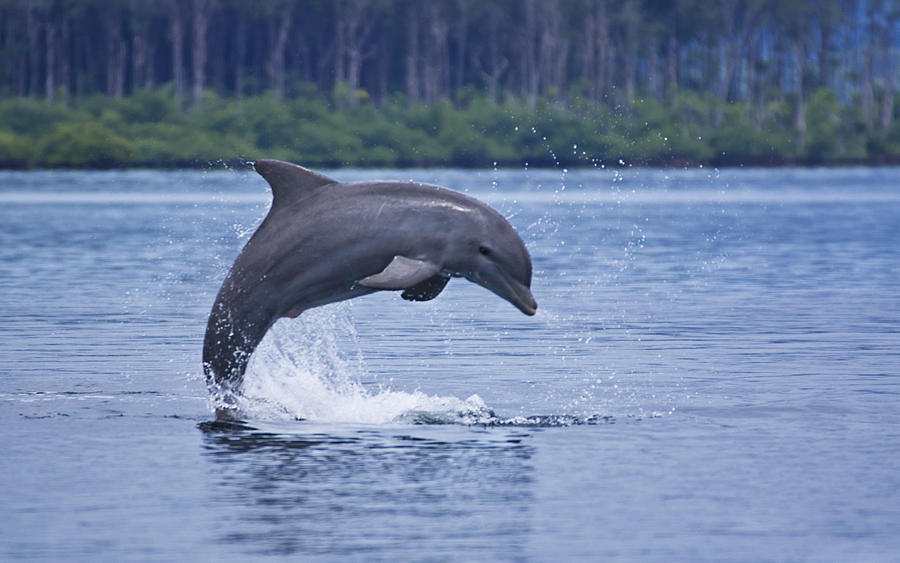 Dolphin jump up the water Photograph by Kryssia Campos