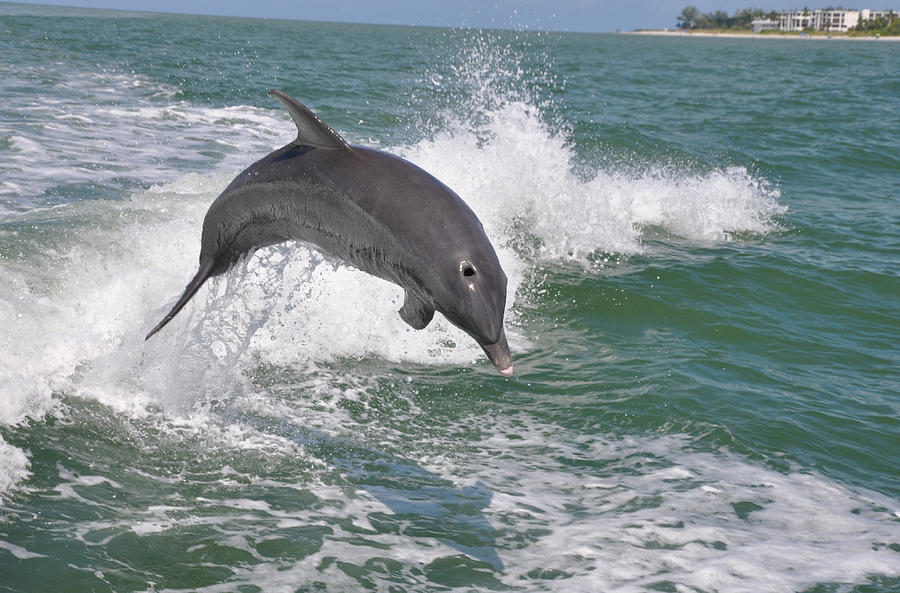 Dolphin Jumping Photograph by Deborah Good - Fine Art America