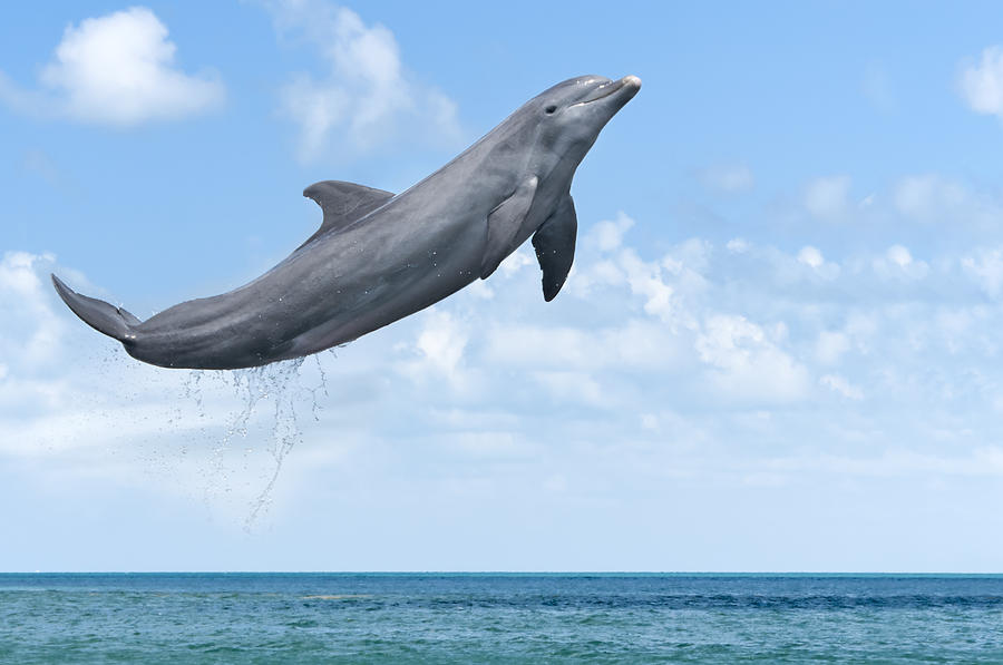 Dolphin Jumping Photograph by Mphillips007