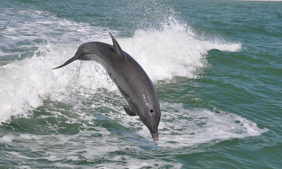 Dolphin leap Photograph by Deborah Good - Fine Art America