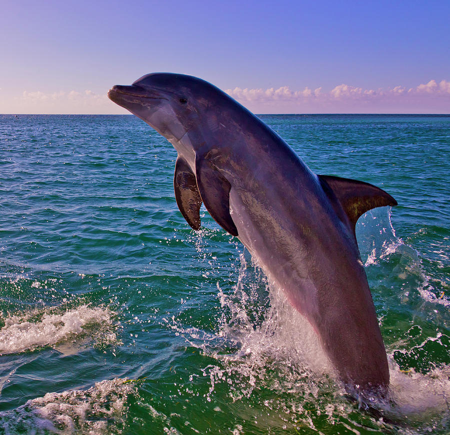 Wildlife Photograph - Dolphin Leaping From Sea, Roatan by Keren Su