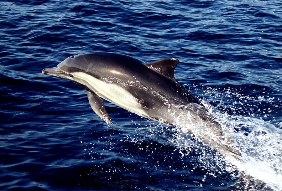 Dolphin near Channel Islands National Park Photograph by Jetson Nguyen