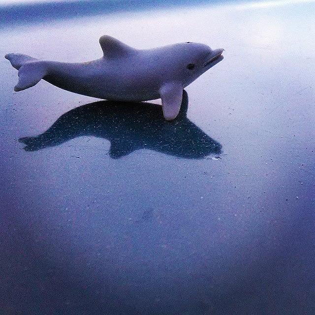 Toy Photograph - Dolphin. #ocean #blue #green #swim by Kj Willy