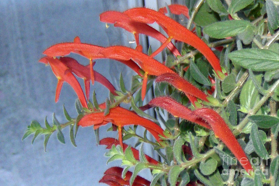 Dolphin Plant Photograph by Brenda Brown