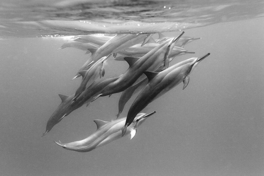 Nature Photograph - Dolphin Pod by Sean Davey