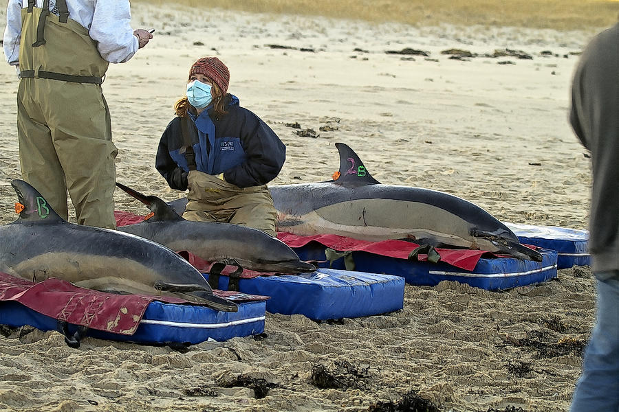 Dolphin Rescue Saving Baby Also Photograph by Constantine Gregory ...