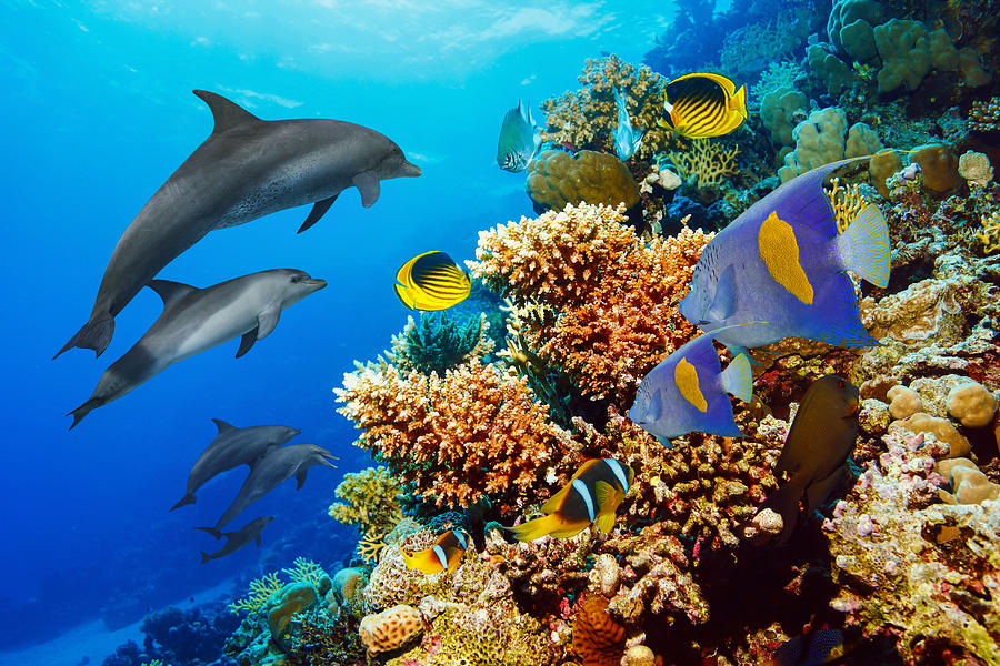 Dolphin  Sea life  school of dolphines  Coral reef Underwater  Scuba diver point of view  Red sea Nature & Wildlife Photograph by Ultramarinfoto