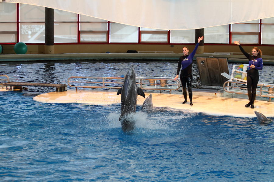 Dolphin Show National Aquarium In Baltimore Md 1212100 Photograph