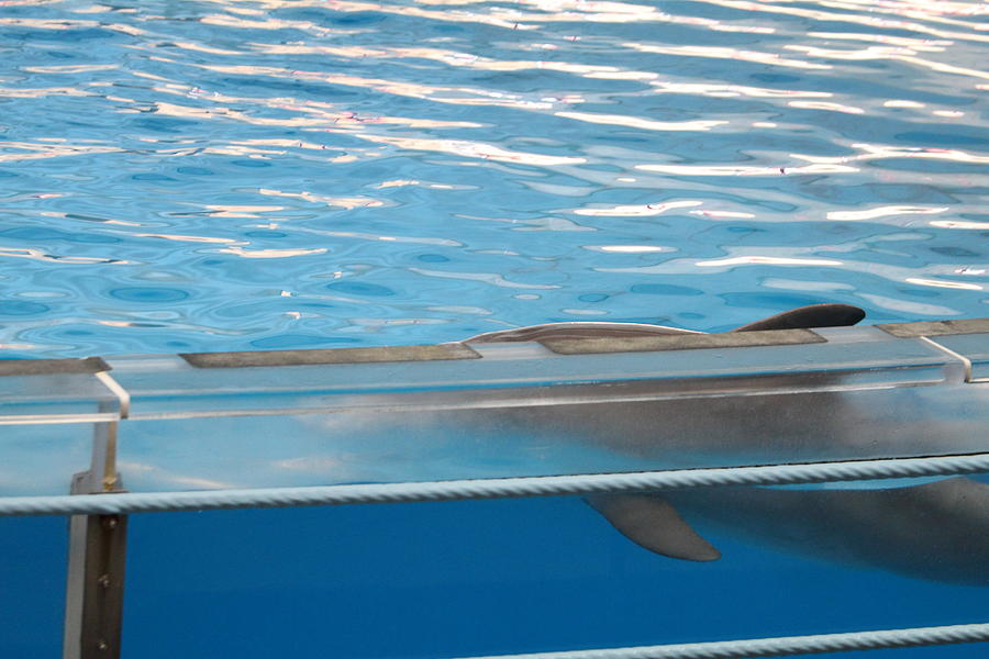 Baltimore Photograph - Dolphin Show - National Aquarium in Baltimore MD - 121211 by DC Photographer