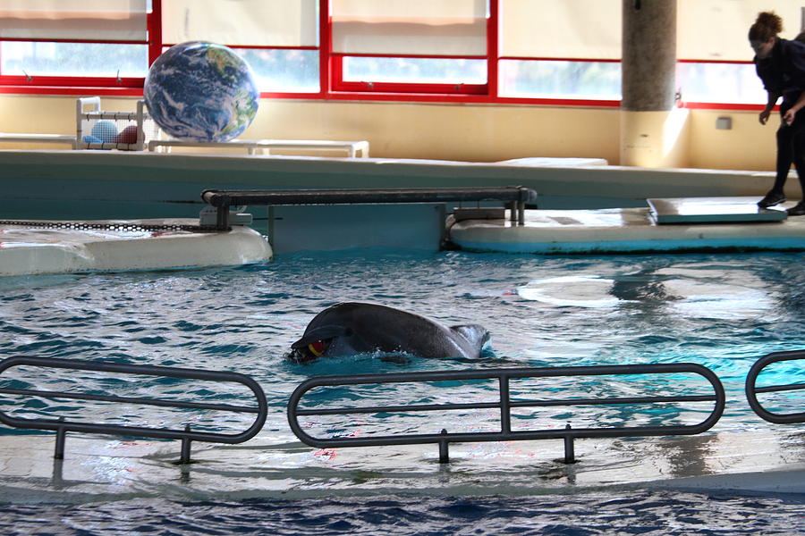 Baltimore Photograph - Dolphin Show - National Aquarium in Baltimore MD - 1212113 by DC Photographer