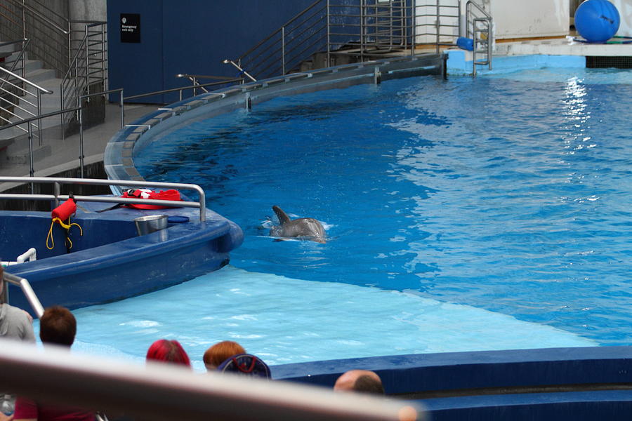 Baltimore Photograph - Dolphin Show - National Aquarium in Baltimore MD - 1212116 by DC Photographer