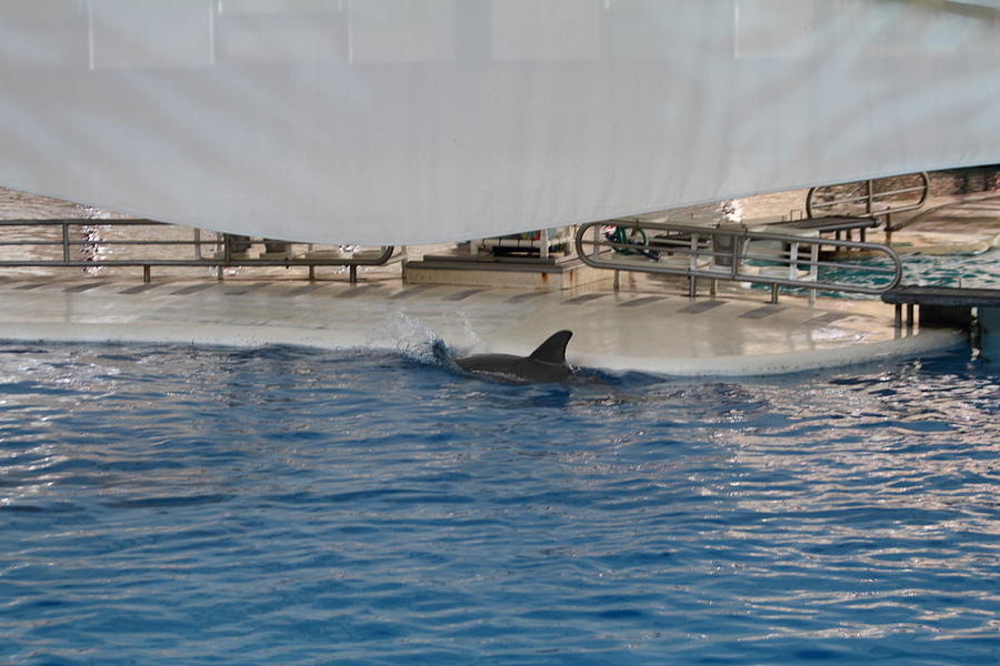 Dolphin Show - National Aquarium in Baltimore MD - 1212118 Photograph by DC Photographer