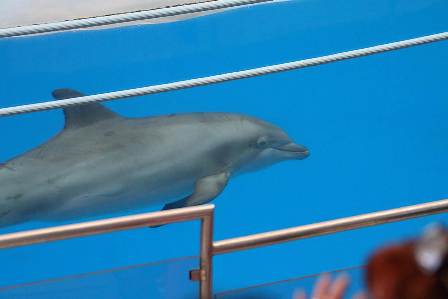Baltimore Photograph - Dolphin Show - National Aquarium in Baltimore MD - 1212121 by DC Photographer