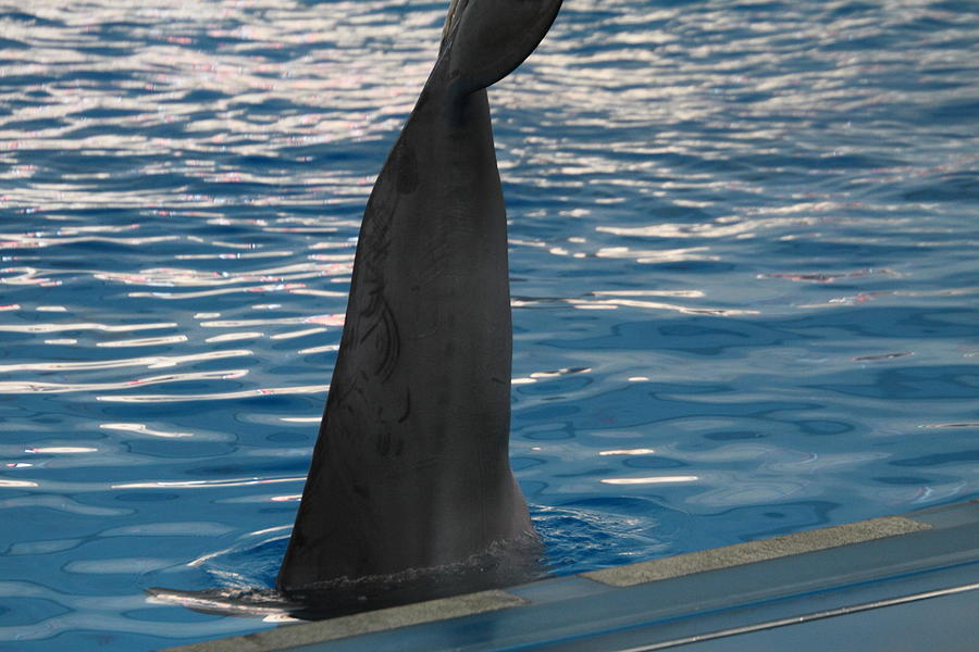 Baltimore Photograph - Dolphin Show - National Aquarium in Baltimore MD - 1212126 by DC Photographer
