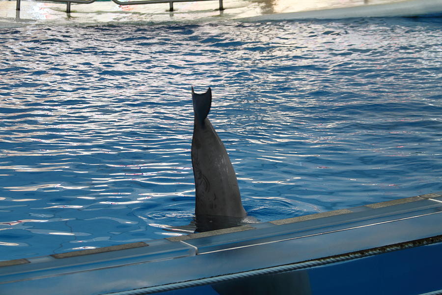 Baltimore Photograph - Dolphin Show - National Aquarium in Baltimore MD - 1212127 by DC Photographer