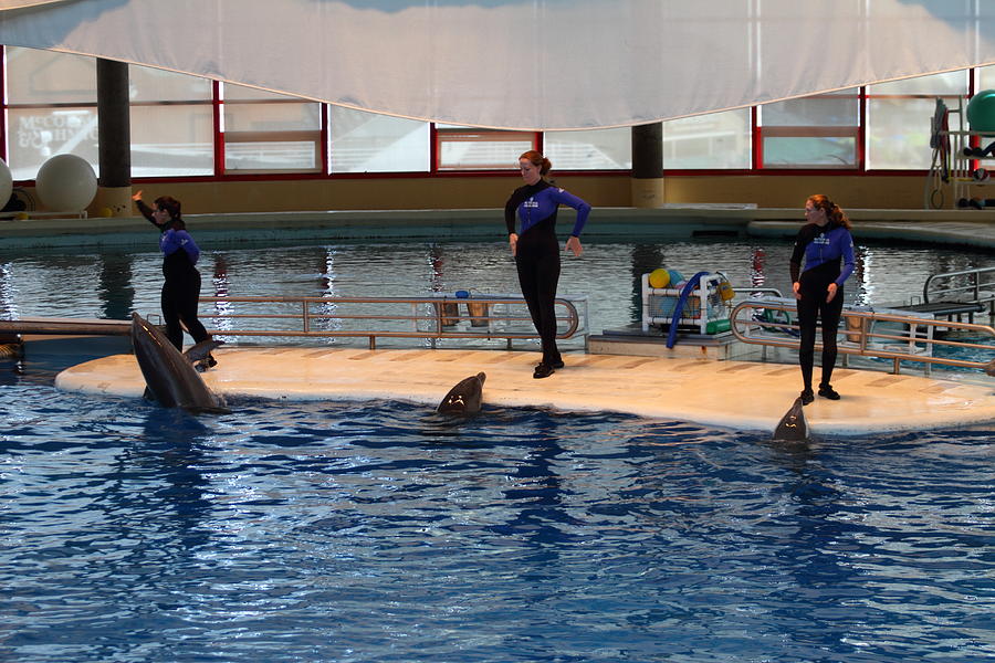 Baltimore Photograph - Dolphin Show - National Aquarium in Baltimore MD - 1212128 by DC Photographer
