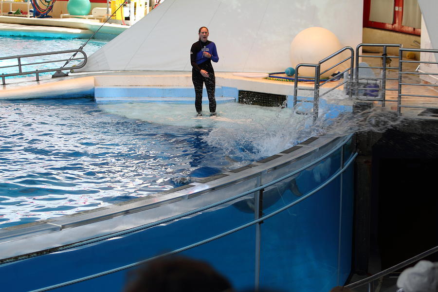 Baltimore Photograph - Dolphin Show - National Aquarium in Baltimore MD - 1212133 by DC Photographer