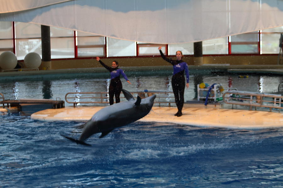 Baltimore Photograph - Dolphin Show - National Aquarium in Baltimore MD - 1212139 by DC Photographer