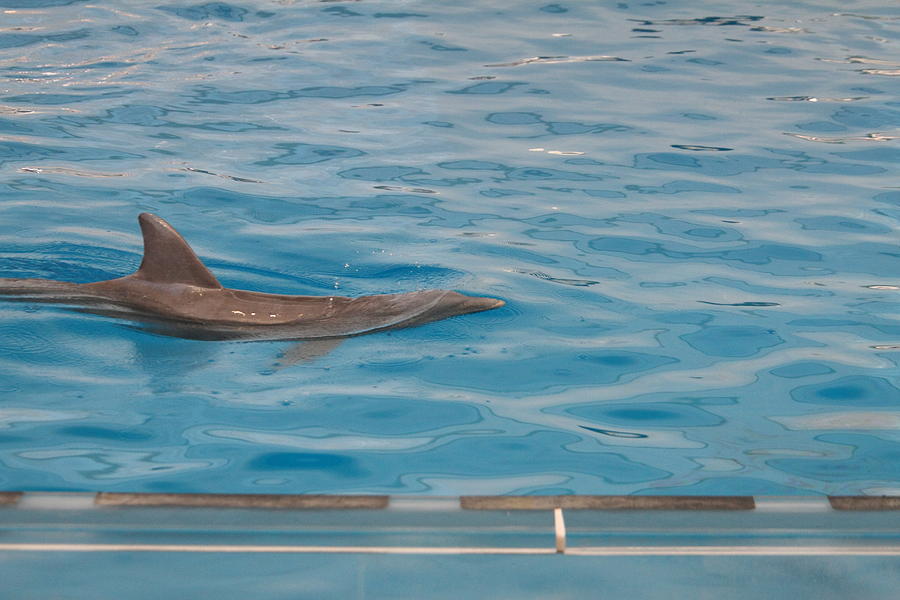 Baltimore Photograph - Dolphin Show - National Aquarium in Baltimore MD - 121214 by DC Photographer