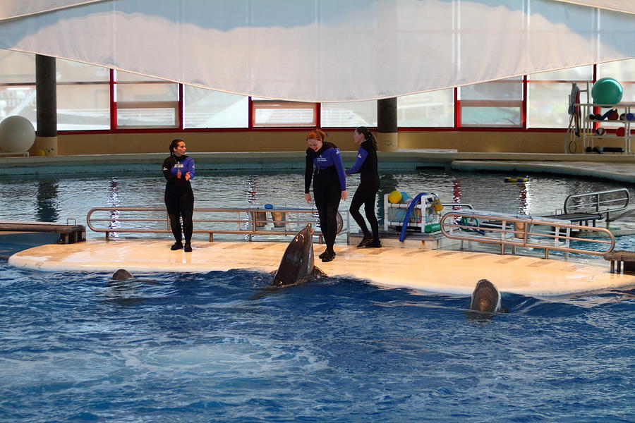 Dolphin Show - National Aquarium in Baltimore MD - 1212141 Photograph by DC Photographer