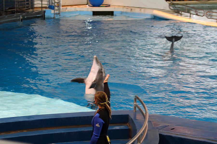 Baltimore Photograph - Dolphin Show - National Aquarium in Baltimore MD - 1212143 by DC Photographer