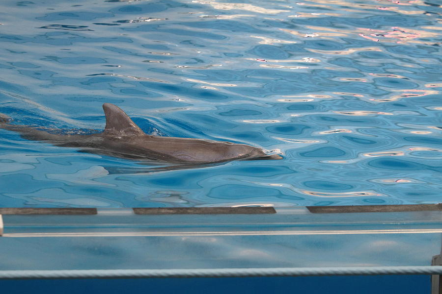 Dolphin Show - National Aquarium in Baltimore MD - 121215 Photograph by DC Photographer