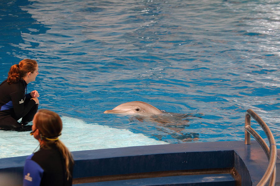 Baltimore Photograph - Dolphin Show - National Aquarium in Baltimore MD - 1212152 by DC Photographer