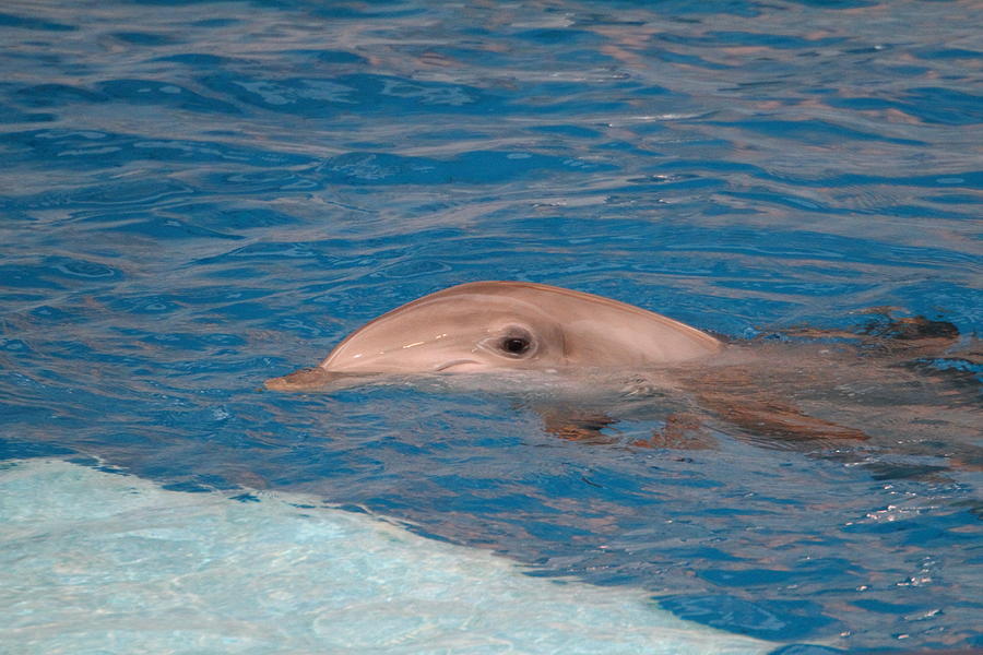 Baltimore Photograph - Dolphin Show - National Aquarium in Baltimore MD - 1212153 by DC Photographer