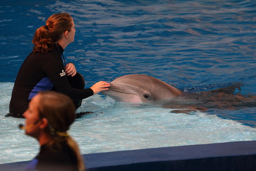 Baltimore Photograph - Dolphin Show - National Aquarium in Baltimore MD - 1212154 by DC Photographer
