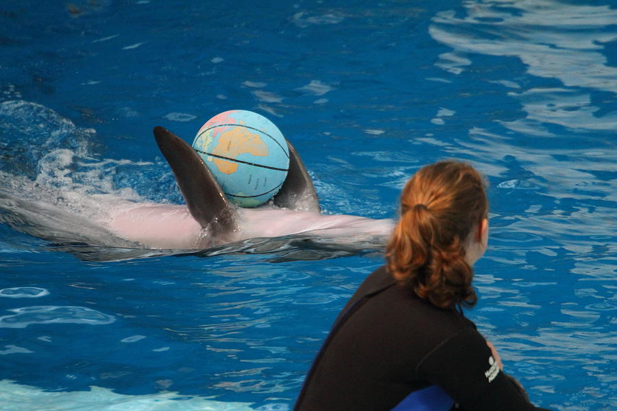 Baltimore Photograph - Dolphin Show - National Aquarium in Baltimore MD - 1212156 by DC Photographer