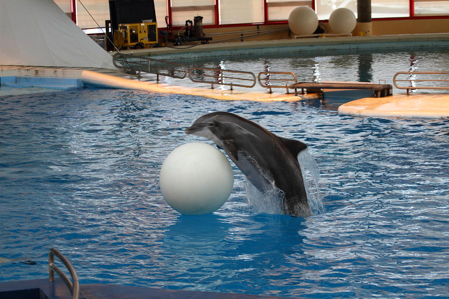 Baltimore Photograph - Dolphin Show - National Aquarium in Baltimore MD - 1212158 by DC Photographer