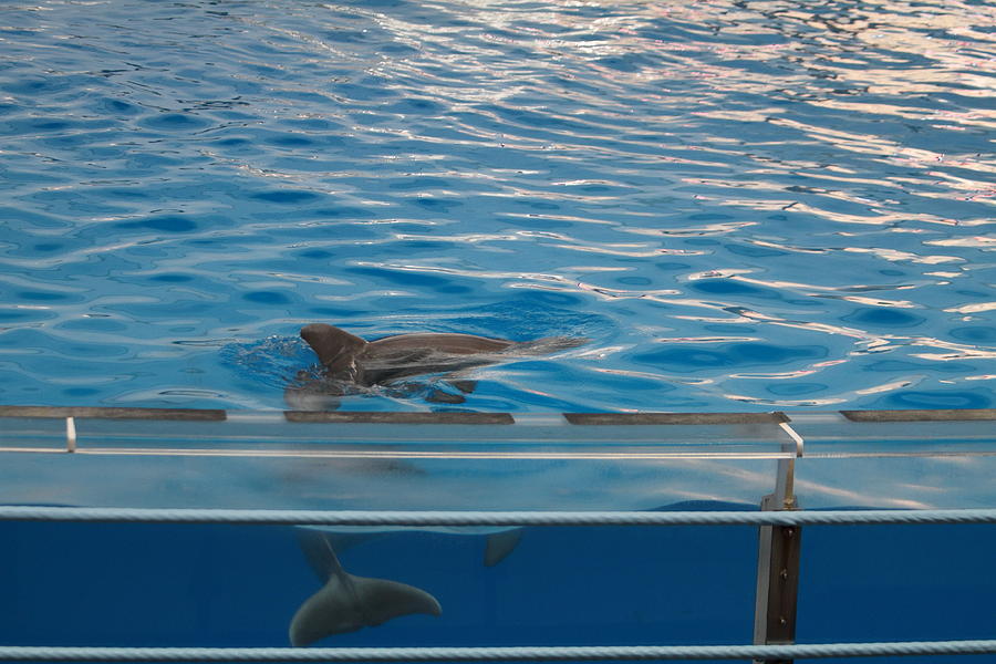 Baltimore Photograph - Dolphin Show - National Aquarium in Baltimore MD - 121216 by DC Photographer