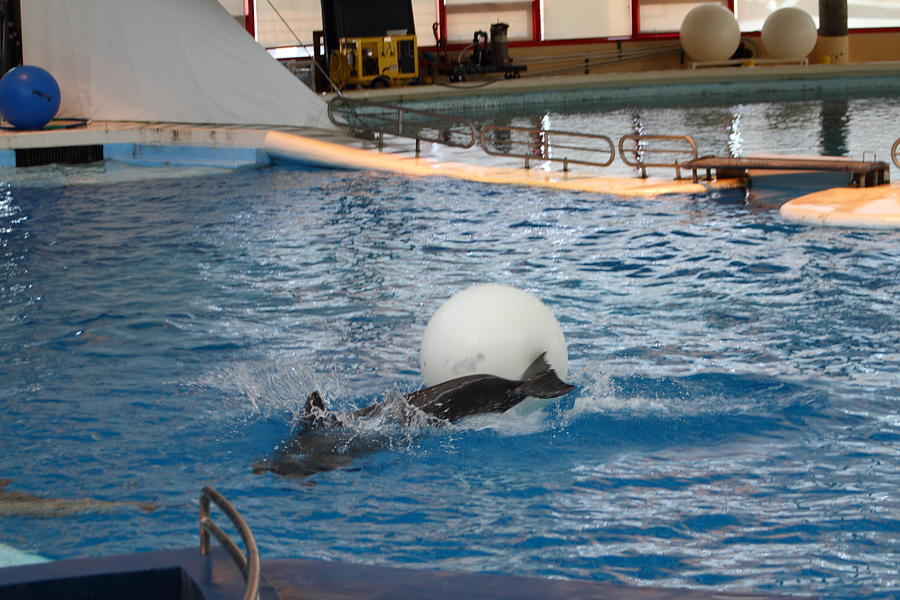 Baltimore Photograph - Dolphin Show - National Aquarium in Baltimore MD - 1212164 by DC Photographer