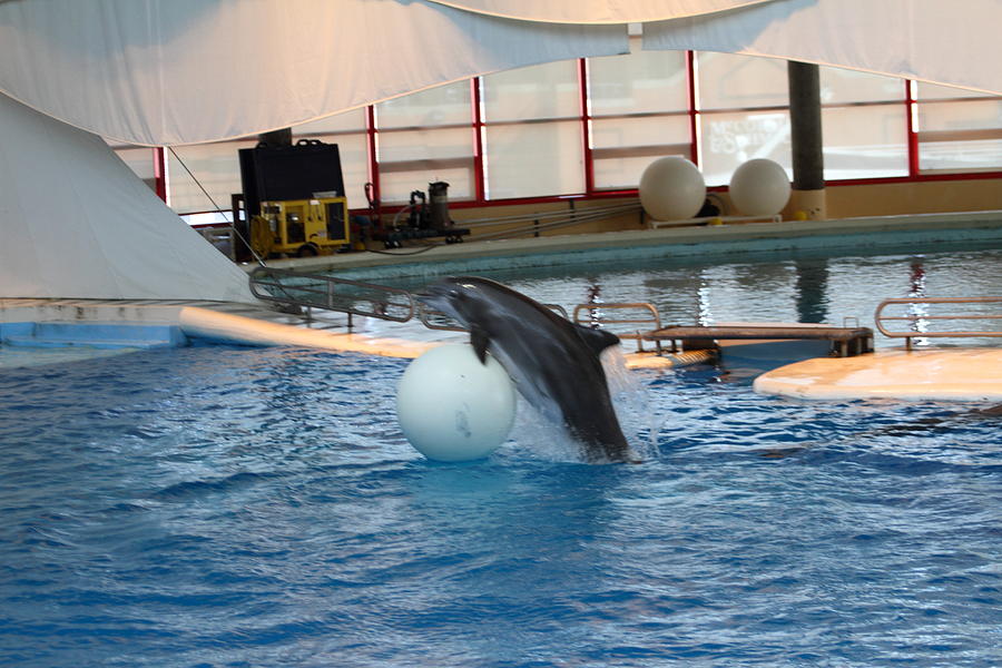 Baltimore Photograph - Dolphin Show - National Aquarium in Baltimore MD - 1212168 by DC Photographer